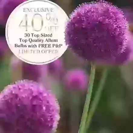 Allium Exclusive Offer
